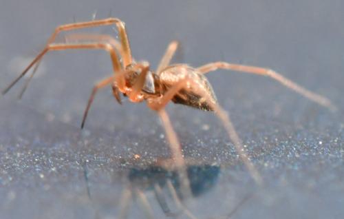 Réf. 294 341 : Tenuiphantes sp.